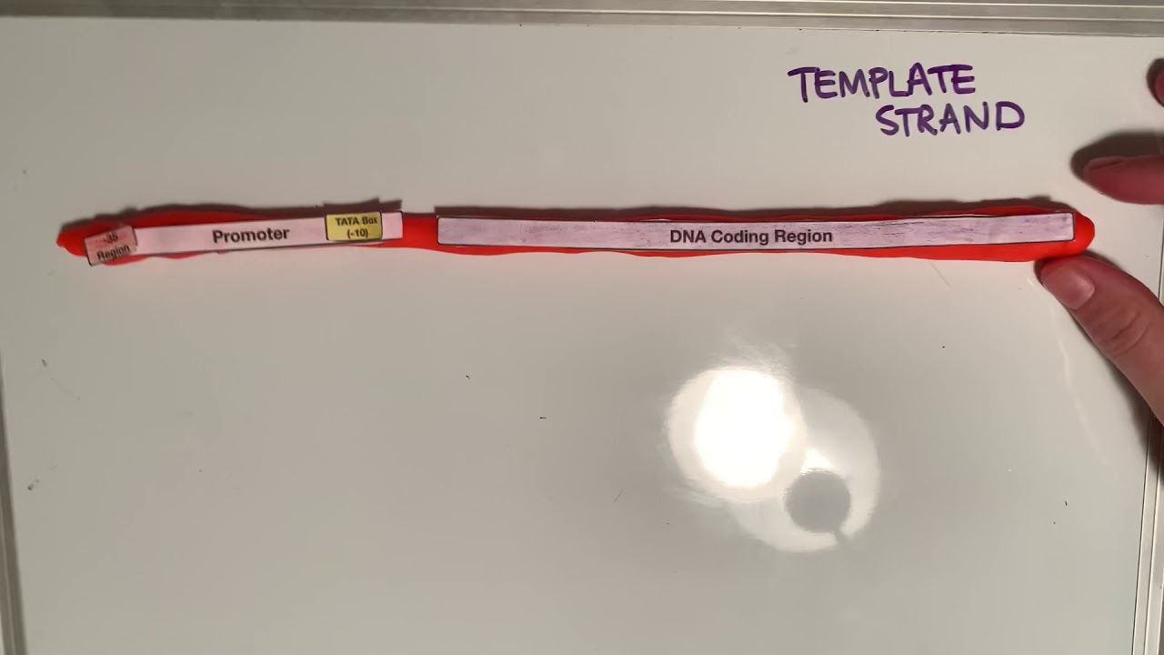 Transcription- BIO2416