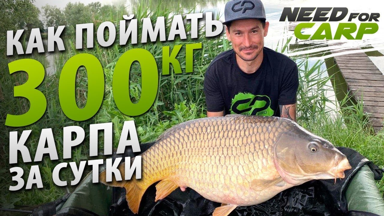 Как поймать 300кг карпа за сутки. Вовкове Озеро