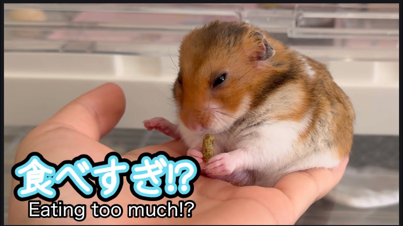 食事シーン盛りだくさん🐹｜Hamsters Eating & Growing