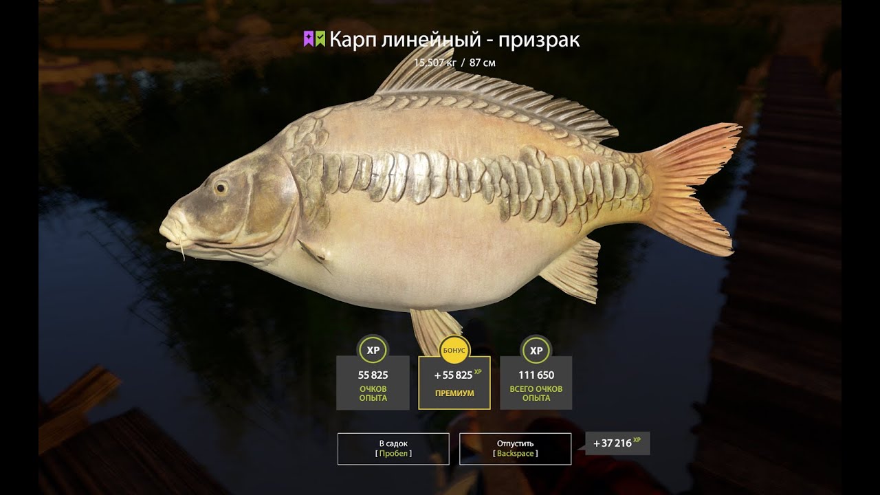 Матчи Ладога, Осётр Ахтуба и трофеи на Янтарке. Русская рыбалка 4. РР 4.