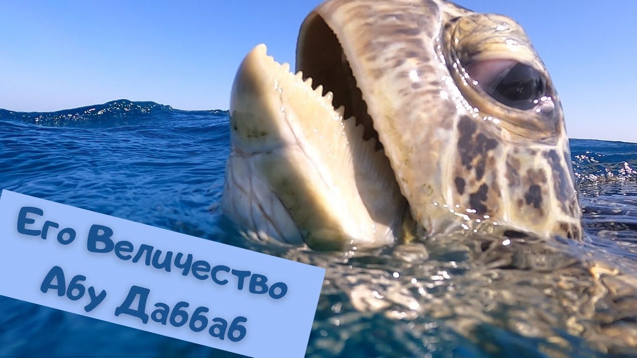 Абу Даббаб, Марса Алам cнорклинг и фридайвинг | Черепахи | Мурена | Скаты | #abudabbab #marsaalam