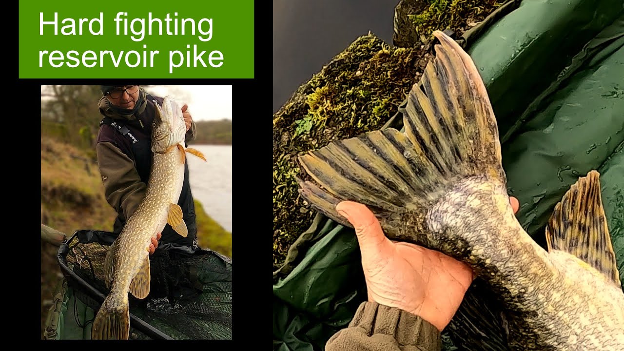 Deadbaiting for pike on a reservoir
