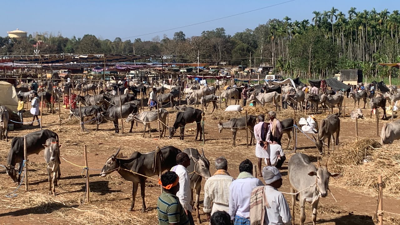 ಸಿದ್ದಗಂಗಾ ಜಾತ್ರೆ 2026 - ತುಂಬು ಪರಿಷೆ ವ್ಯಾಪಾರ ಹೇಗಿದೆ ನೋಡಿ 