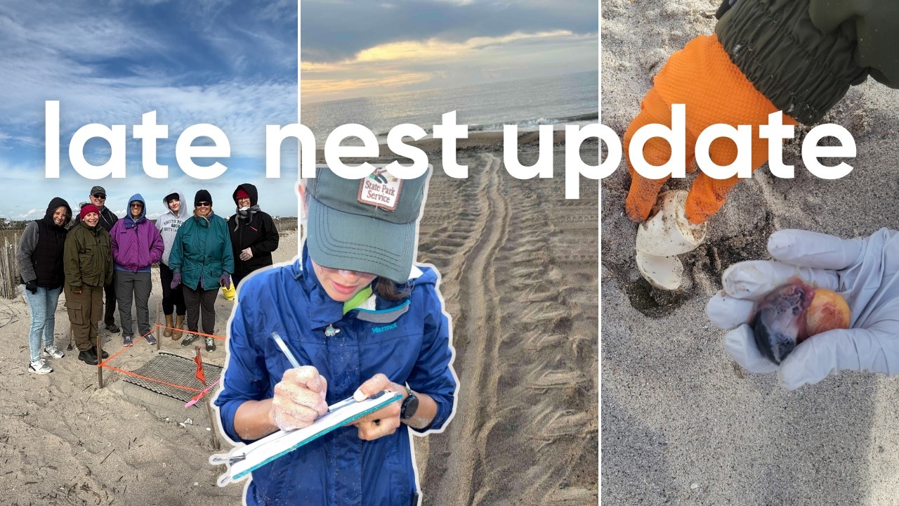 When the Temperatures get Cold | An Update on the Green Sea Turtle Nest