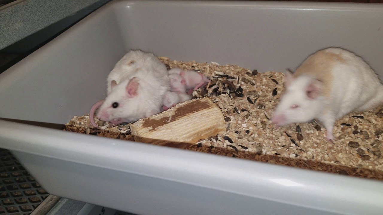 Rat breeding and tips PART 2