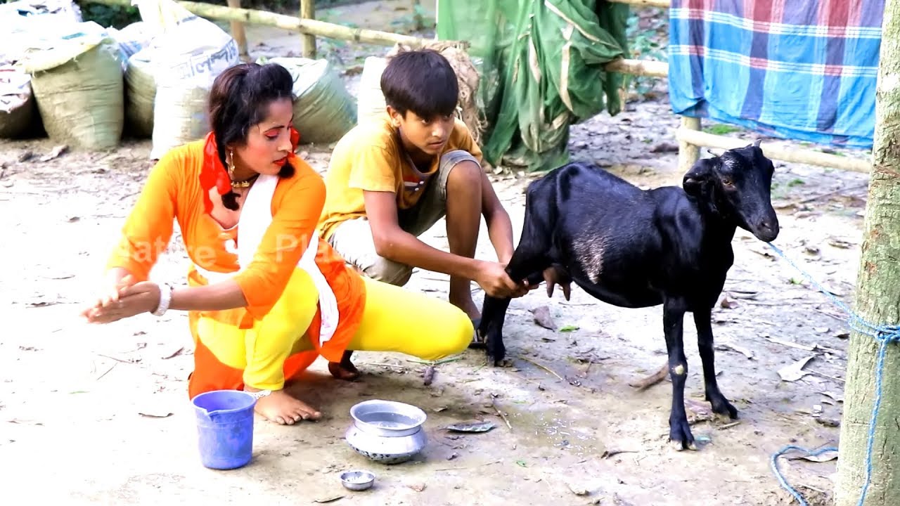 bengali beautiful village girl milking a goat by hands ।  milking goat । goat milking by hand