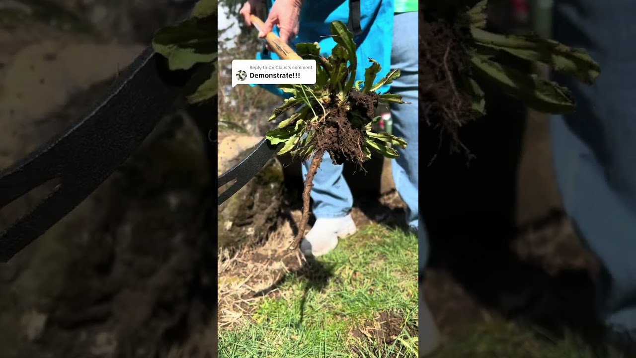 Stop Back Pain While Weeding! Grampa's Stand-Up Weeder Tool Demo 🌱