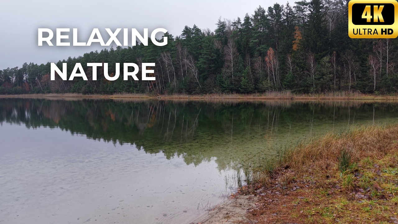 30 Minutes of Relaxing Music for Stress Relief | Nature, Forest & Lake 4K | Daro Music World