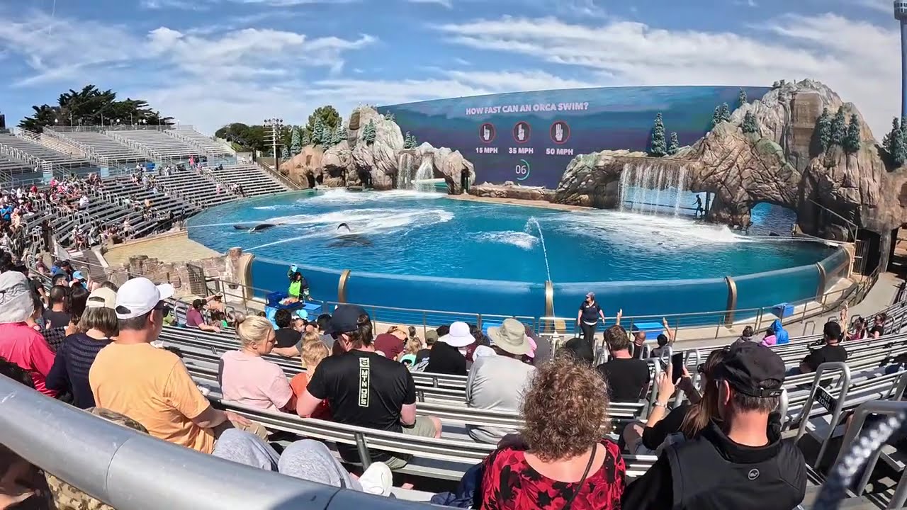 06.03.2026: SeaWorld San Diego - Встреча с косатками.