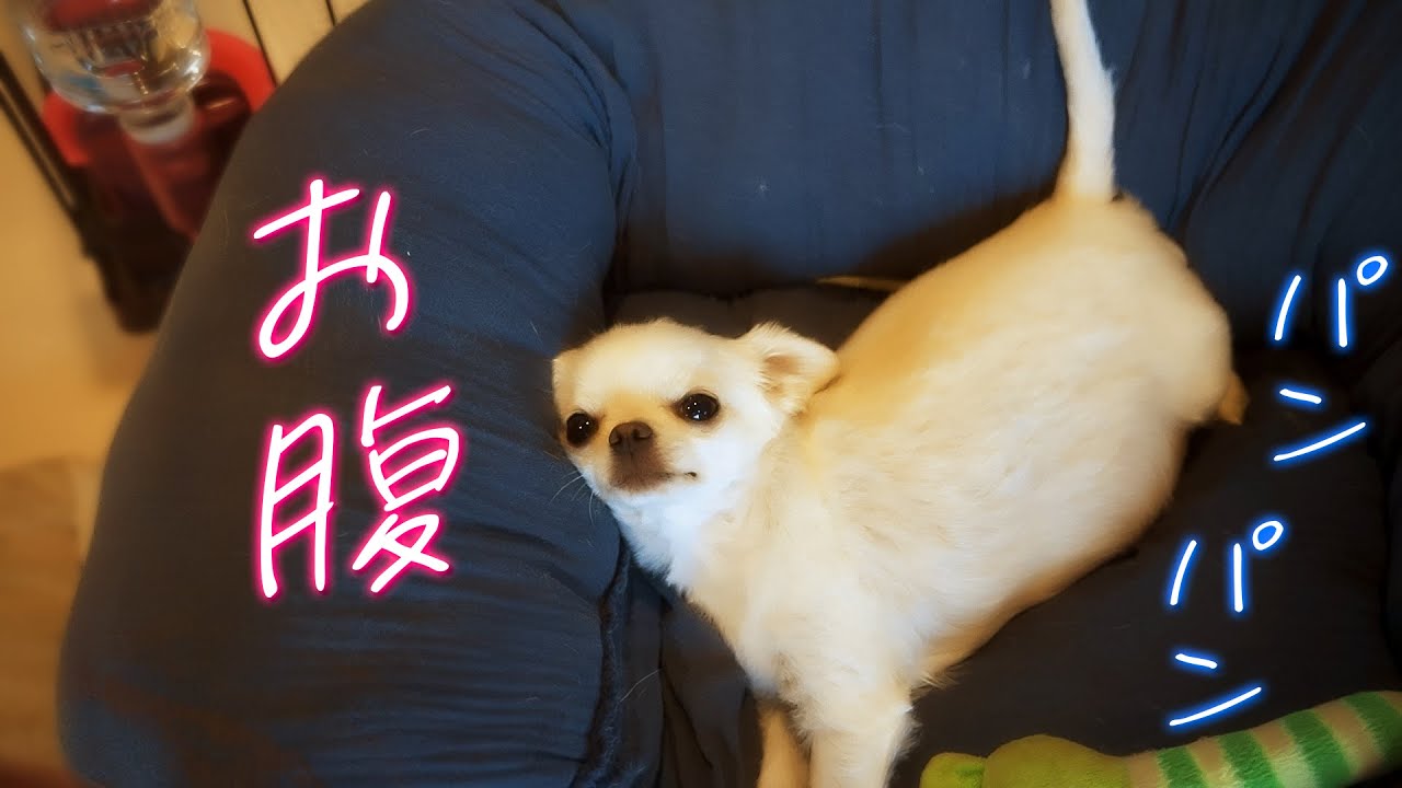 うちのチワワのお腹がパンパンな件