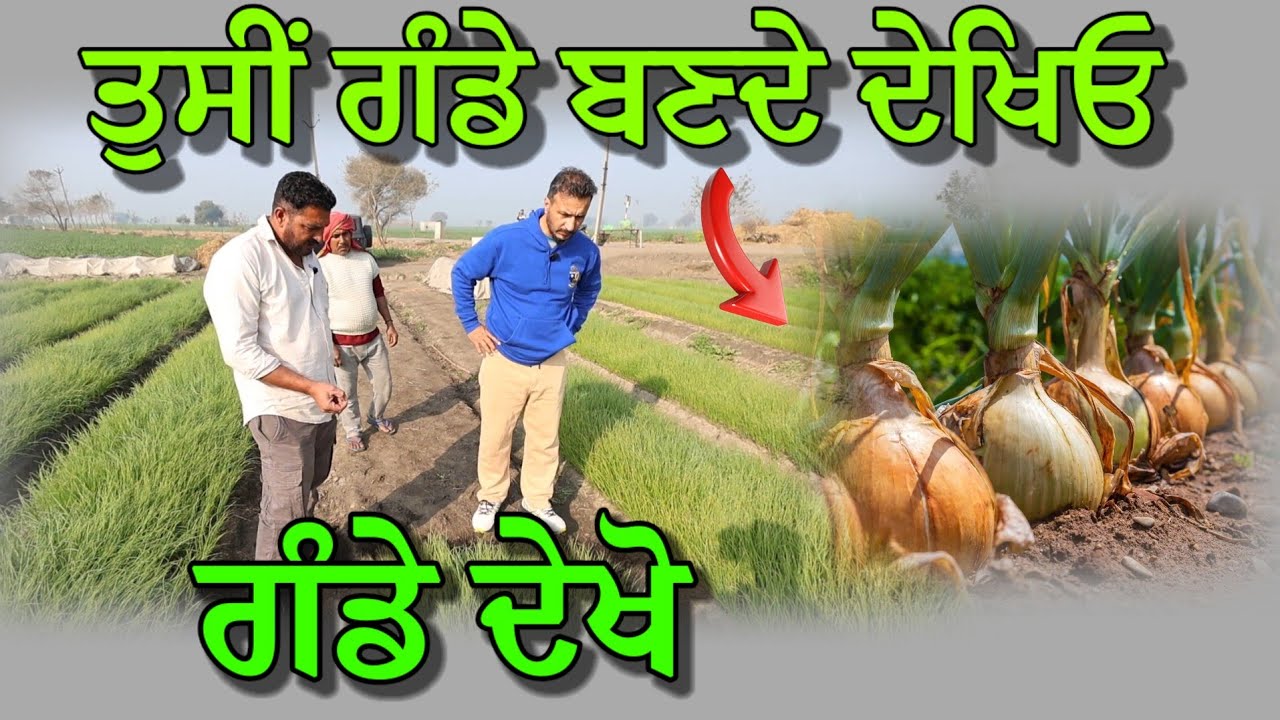 ਗੰਡੇ ਬਣਦੇ ਦੇਖਿਓ,, ਆਜੋ ਕਰਦੇ ਆਂ ਪਨੀਰੀ ਦਾ ਸੌਦਾ 