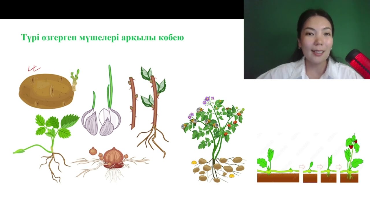 ТЕГІН САБАҚ №2 | КӨБЕЮ ПРОЦЕСІ | ТЕСТ ТАЛДАУ