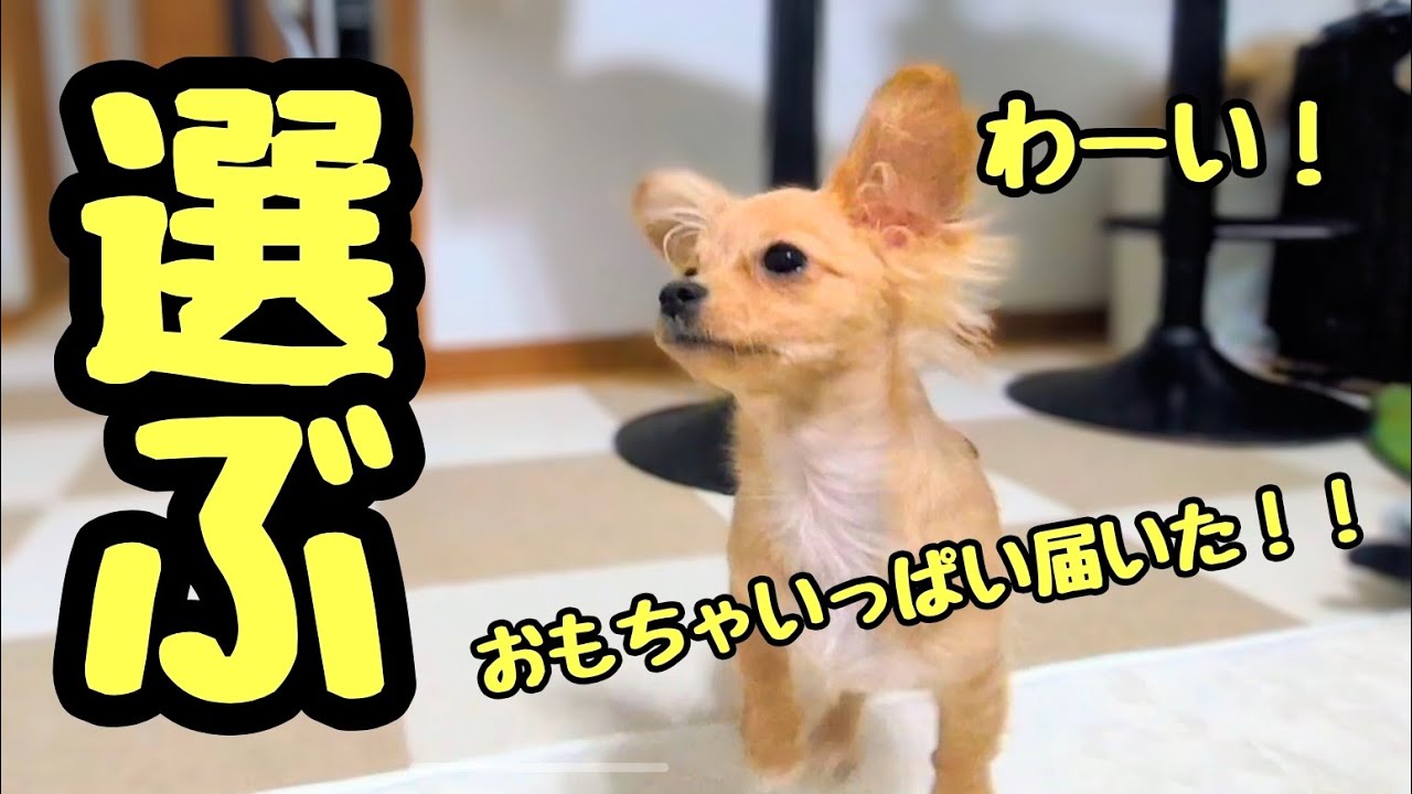 おもちゃがいっぱい届いて選択に困るチワックスの子犬『るう』