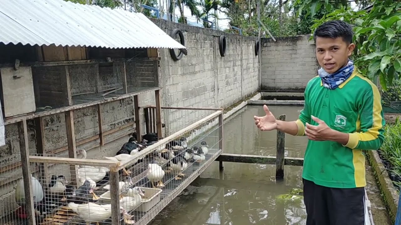AGROWISATA PERTANIAN TERPADU MFH FARM