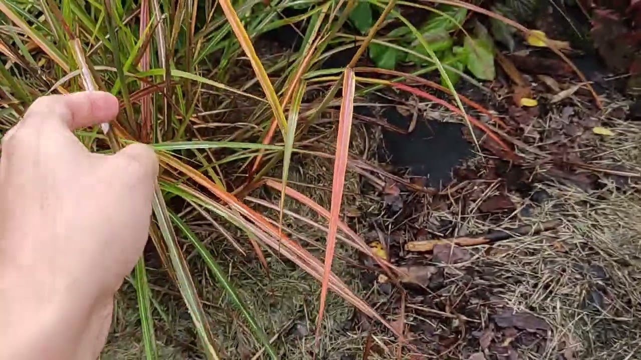 Міскантус китайський Фернер Остен. Miscanthus sinensis Ferner Osten