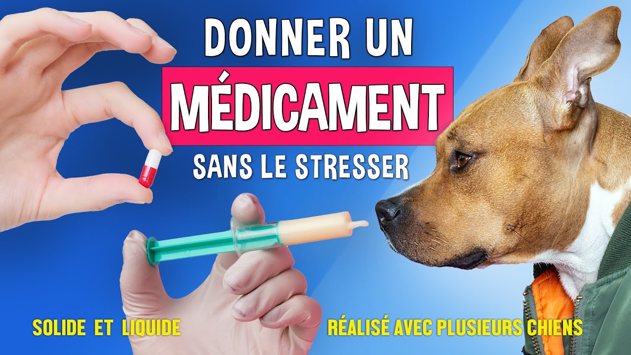 Comment DONNER un MÉDICAMENT à votre CHIEN
