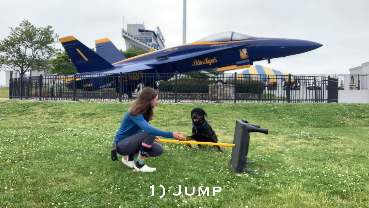 Capone, Rottweiler, Novice Trick Dog