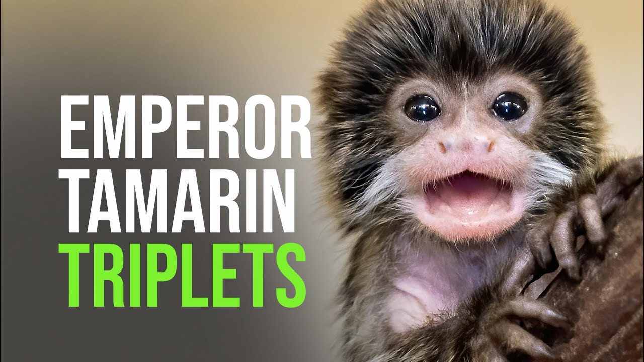 A Trio of Baby Emperor Tamarin Monkeys at Zoo Vienna