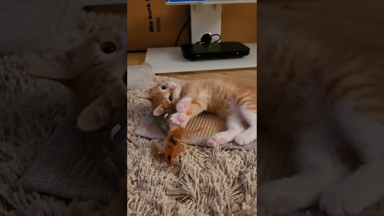 Cute baby kitten | Tiny Tango Throwback ❤🥰 #shorts #cat #kitten #cute #babycat #catvideos #catshorts