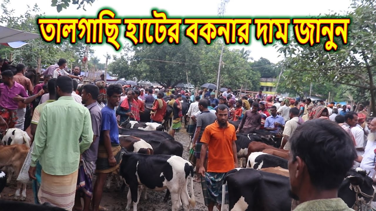একদম পানির দামে বকনা বাচ্চা কিনুন তালগাছি হাটে। সরাসরি খামার মালিকের সাথে কথা বলে ক্রয় করতে পারবেন।