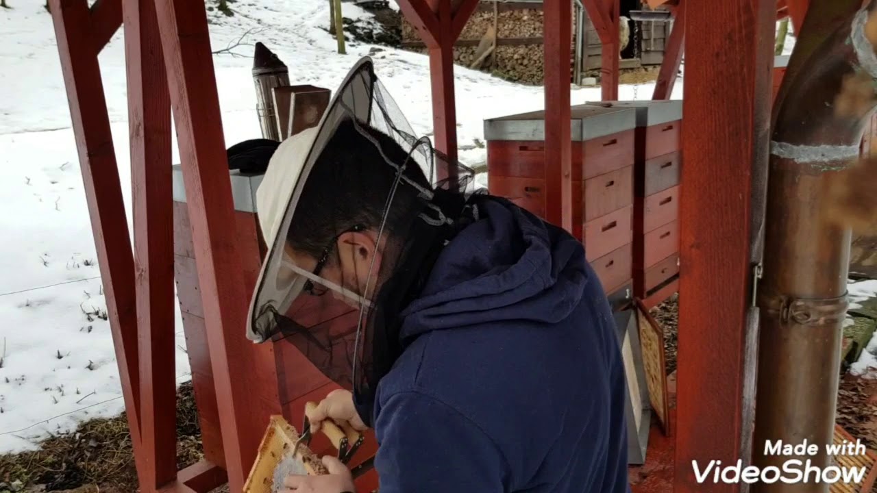 Začínám sezonu- co dělají včely 2.února 2019