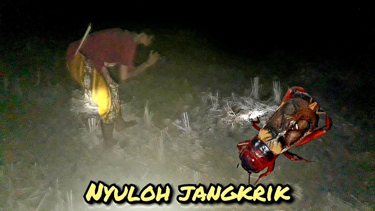 NGOBOR JANGKRIK DI SAWAH YANG KERING