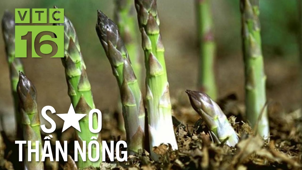 Triệu phú măng tây xanh trên đồi cát trắng | VTC16