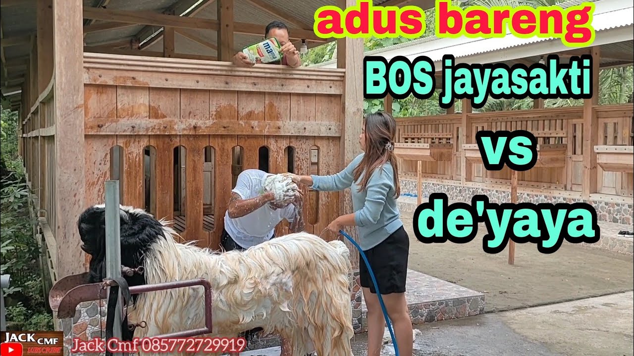 duet MAUT BOS jayasakti vs de'YAYA-GUYANG SAKERA