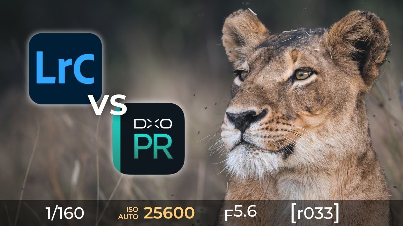 Сравнение шумоподавления в Lightroom и DxO PureRAW 6 для фотосъемки дикой природы.