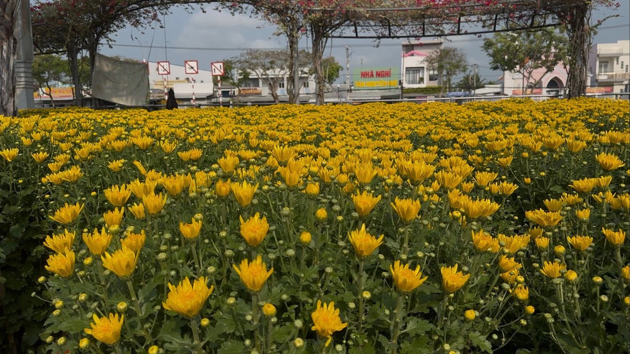 21 Tết Nhộn Nhịp Chợ Hoa Xa No Vị Thanh 