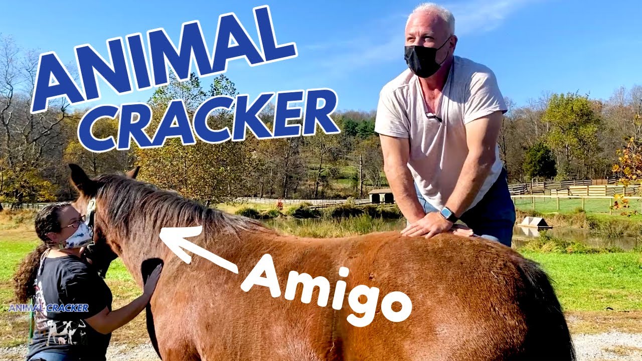 RESCUE HORSE with LOW BACK PAIN gets GENTLY ADJUSTED by CHIROPRACTOR!