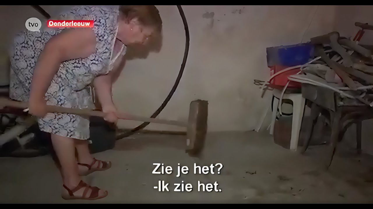 Chinese wolhandkrab in Denderleeuw