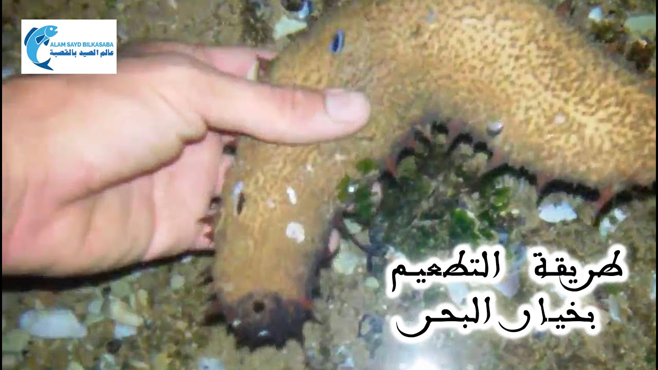طريقة تطعيم خيار البحر