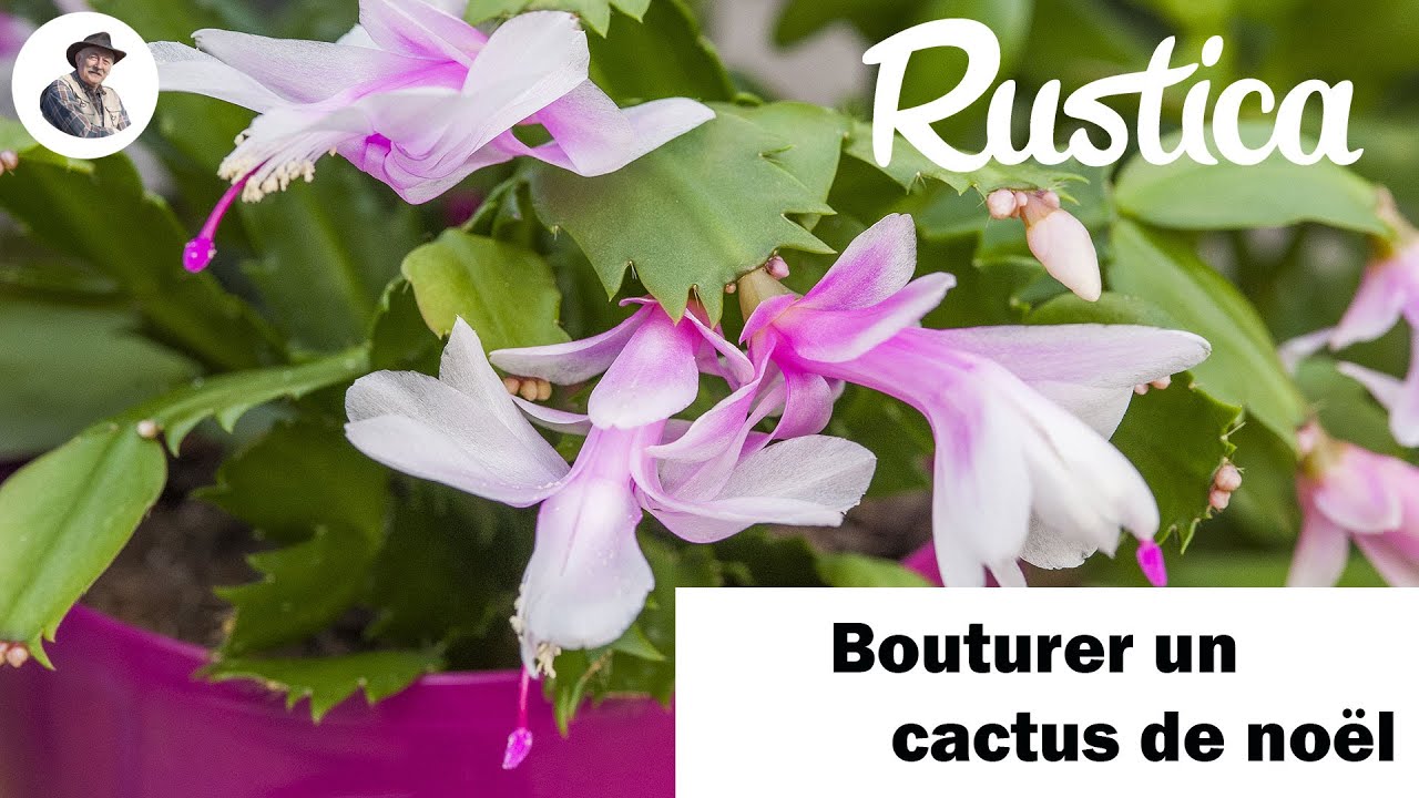Comment bouturer le cactus de Noël