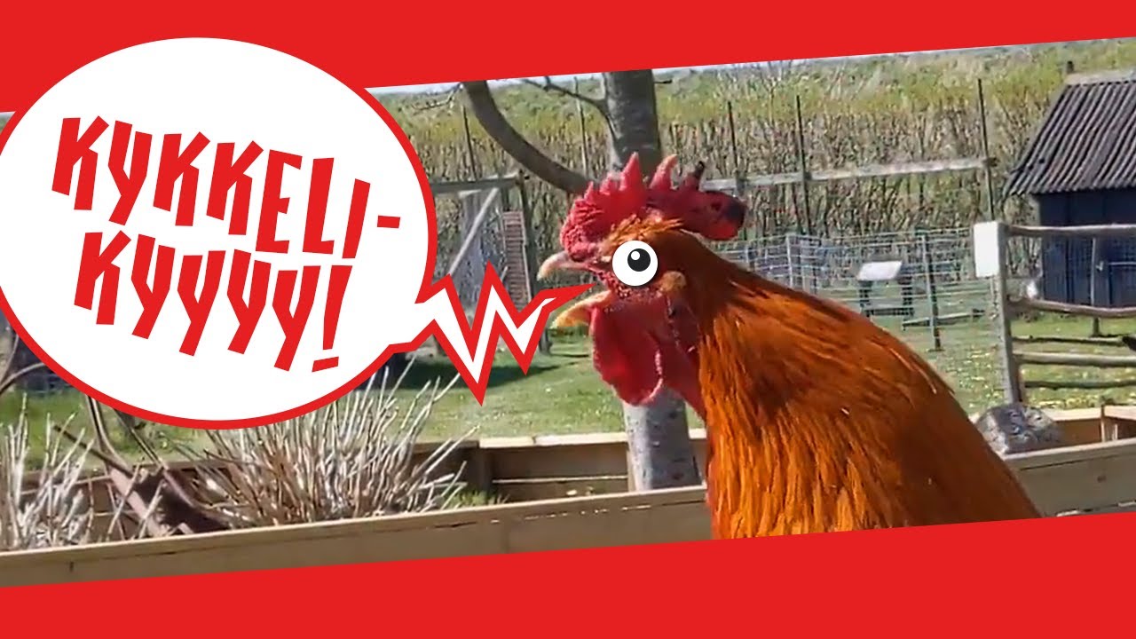 Hanen galer 🐓😮 ..virkelig højt!