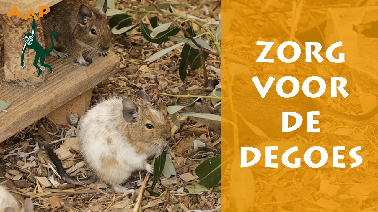Hoe wij zorgen voor de tientallen degoes bij AAP - Stichting AAP