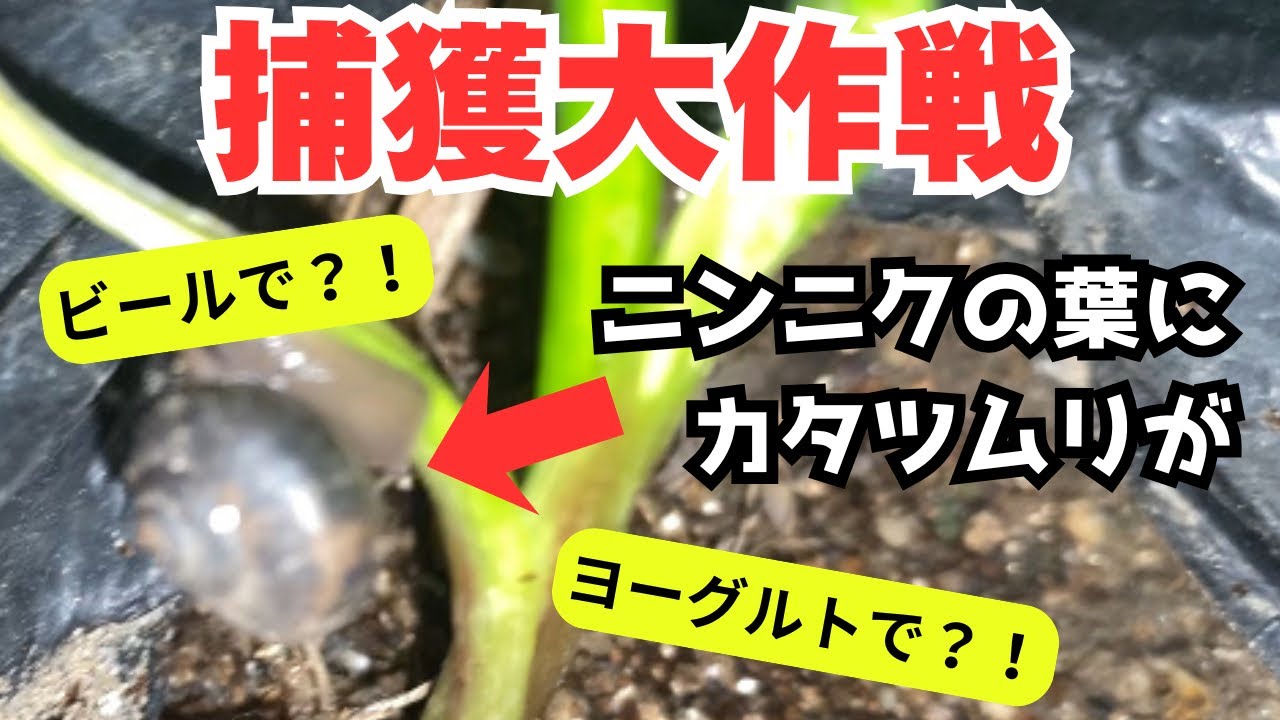 本当に効くの？動画でよく目にするカタツムリ対策を試した結果がこちら…