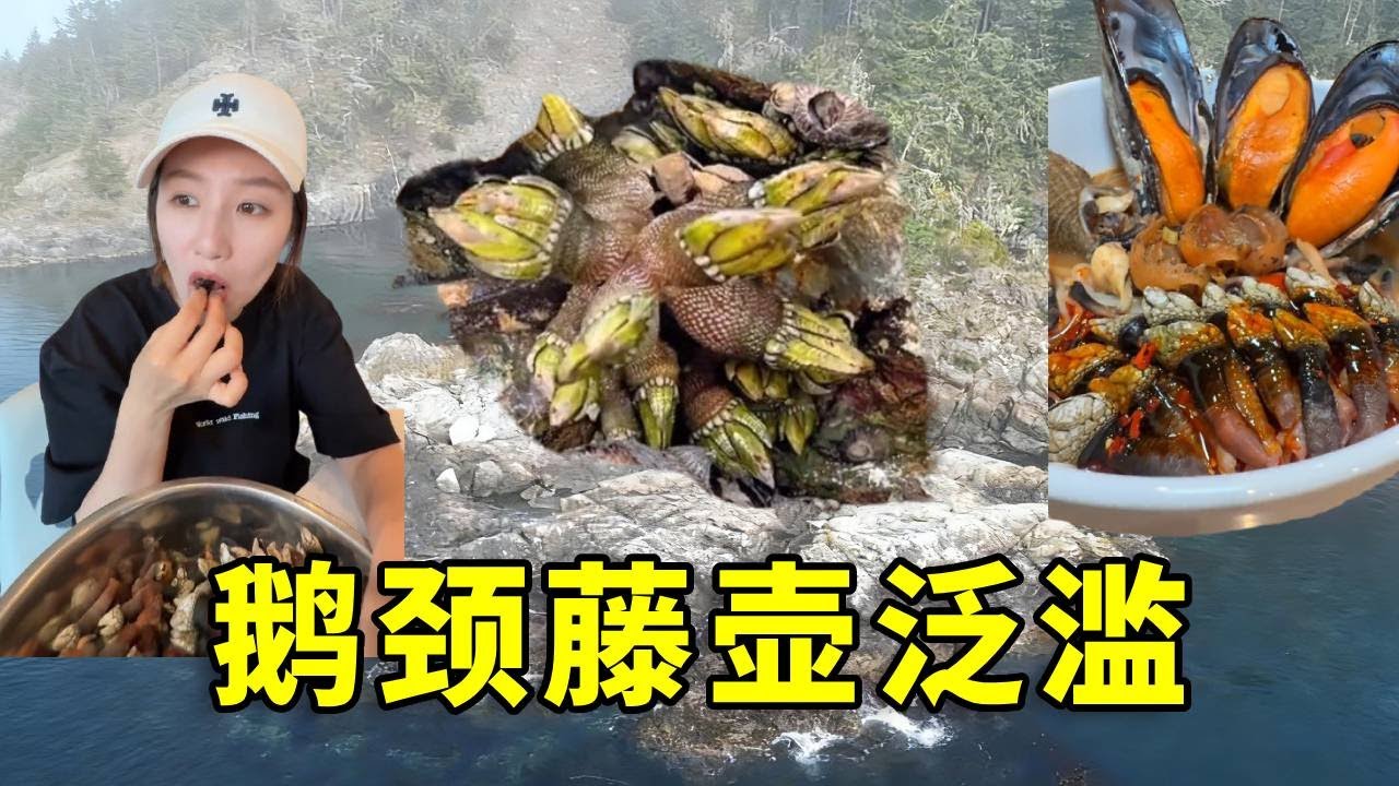 世界上最鲜的海鲜，千金难求的鹅颈藤壶居然在加拿大泛滥了。 #鹅颈藤壶 #加拿大 #泛滥成灾
