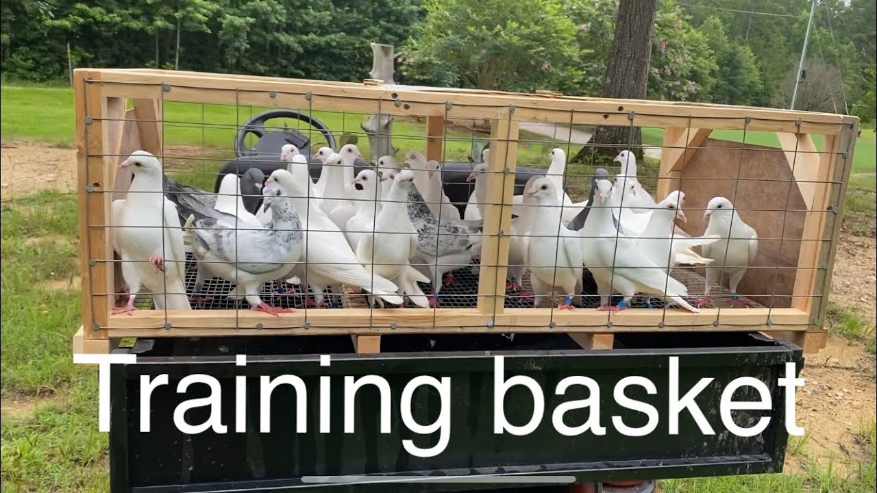 Racing pigeons training setup