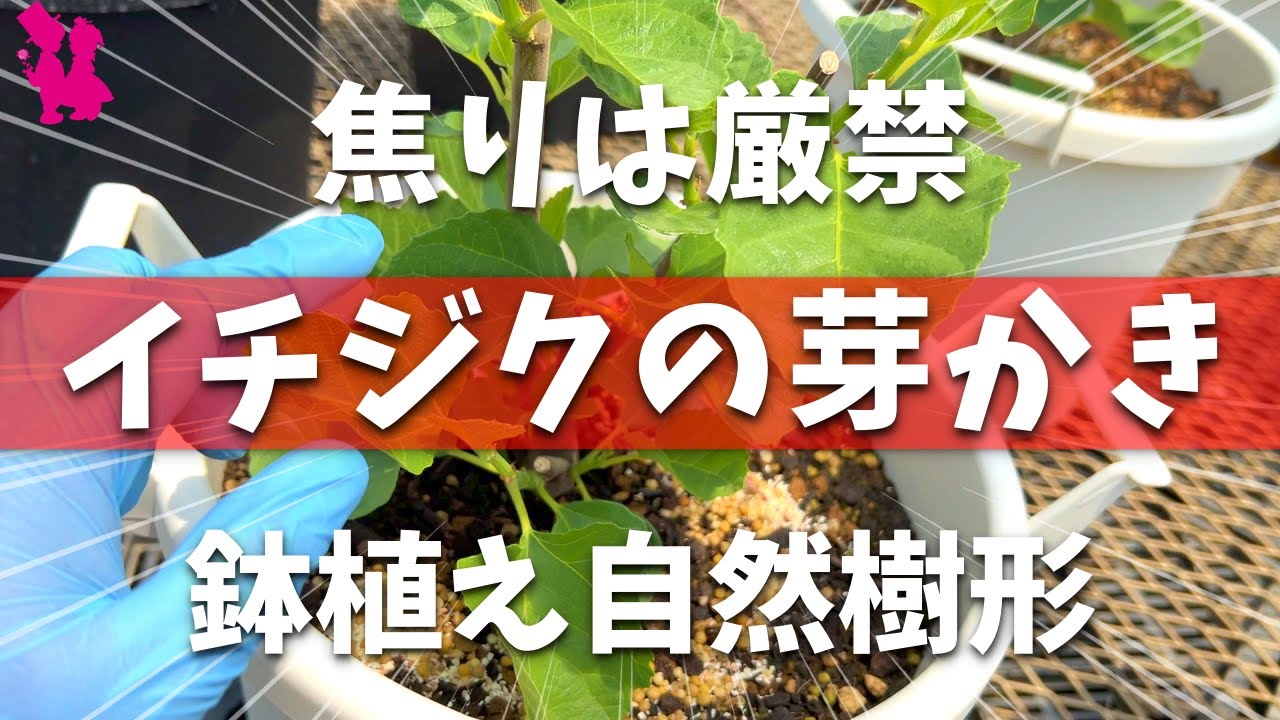 【本には載らない】鉢植えイチジクの詳しい『芽かき』を園芸農家が実演解説