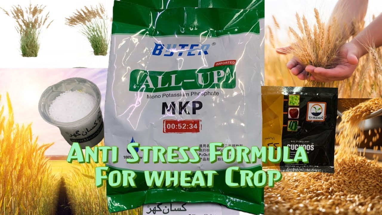 ￼Gandum ki paidawar barhain ! Spray Now 500gm mkp + 500gm urea + cuckoos 10gm mila kar spray karein!