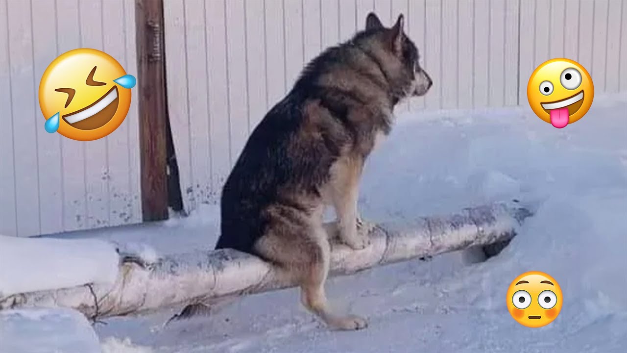 I dare you not to LAUGH at these FUNNY DOGS 😁🦮 - Best Funny Animals Videos 2025 #132