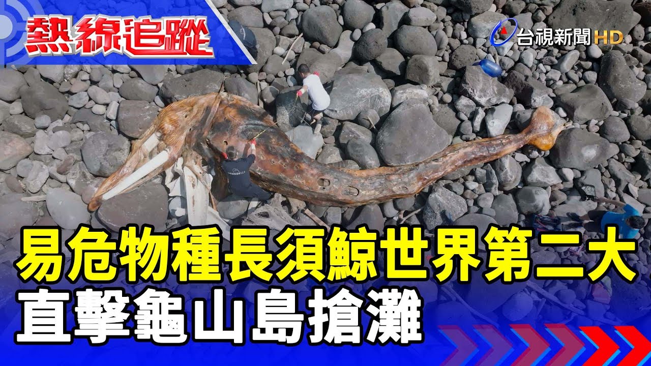 易危物種長須鯨世界第二大 直擊龜山島搶灘【熱線追蹤】
