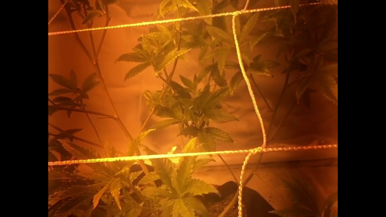 Sunburst 150w hps
