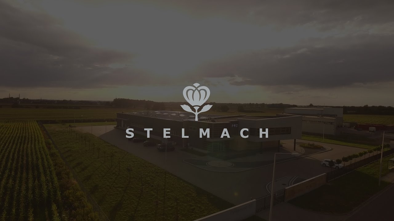 STELMACH - PRODUCENT OBRĄCZEK
