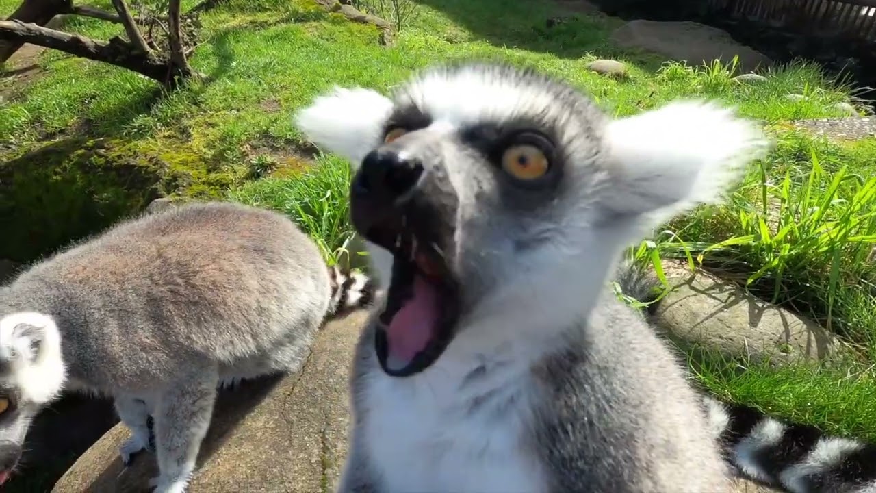 Leaping Lemurs Chomp Juicy Grapes
