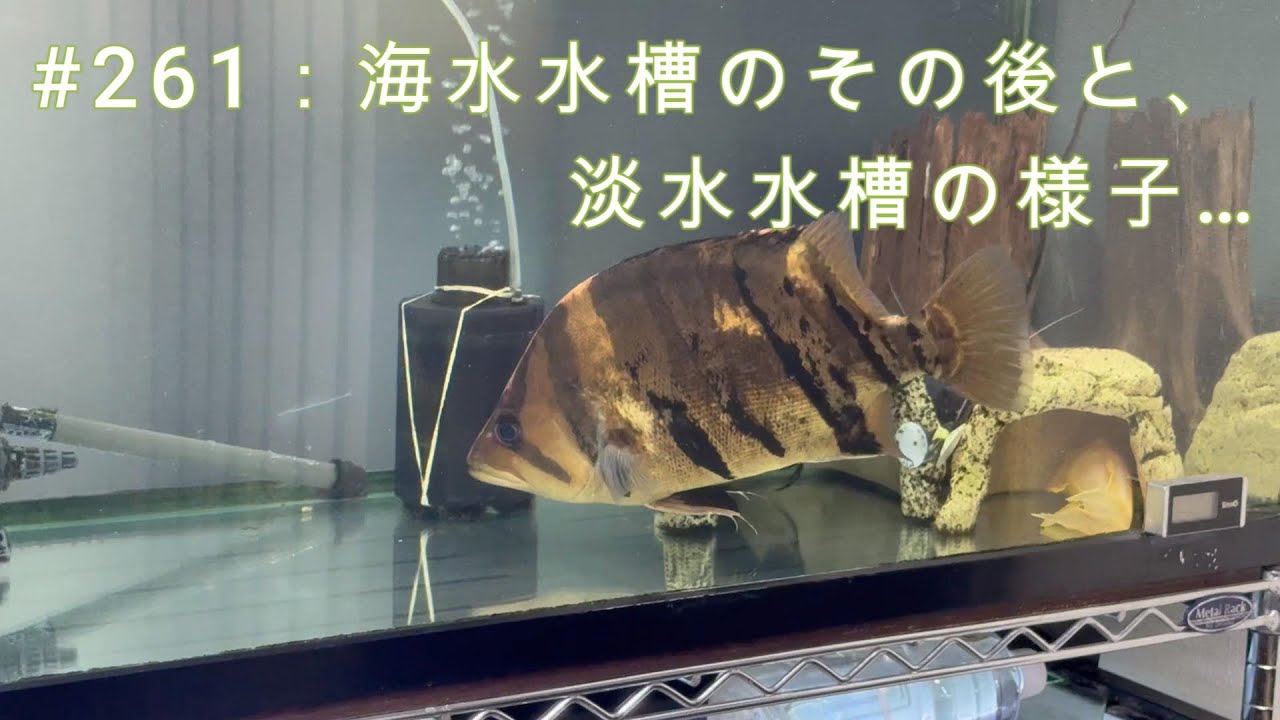 ＃261：海水水槽のその後と、淡水水槽の様子…