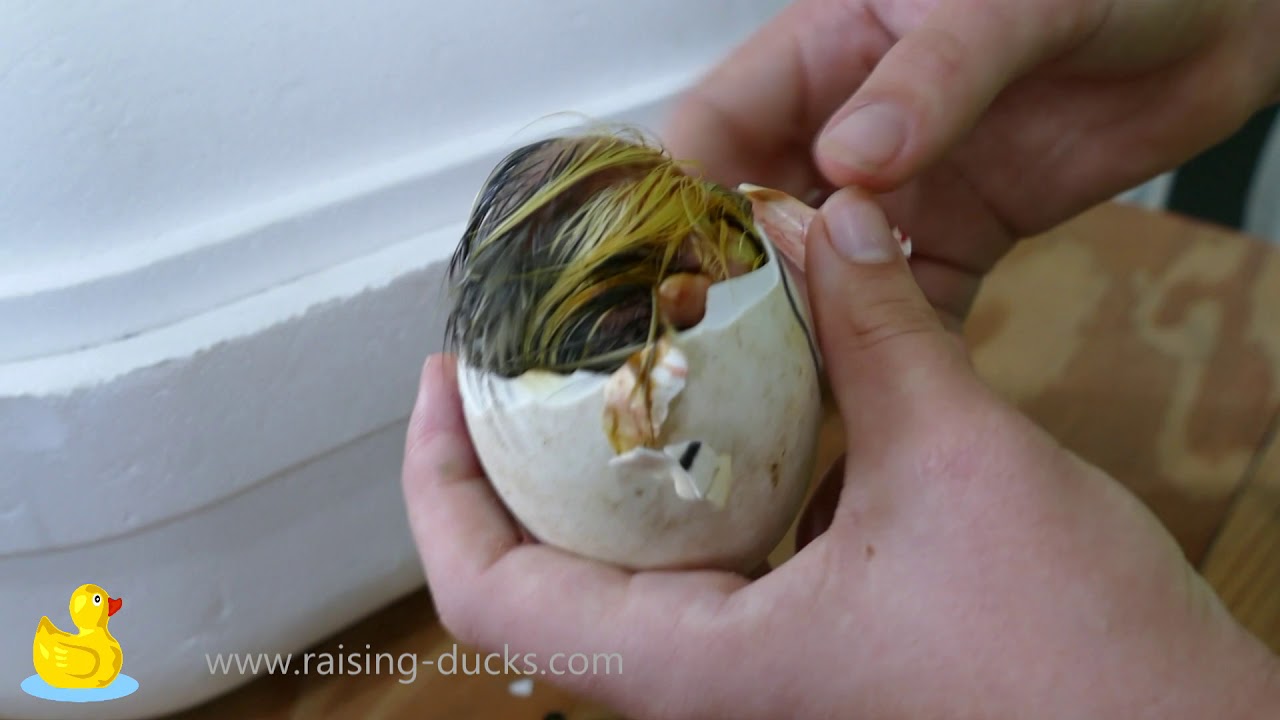 Assisting a Gosling's Hatch (He Pipped on the Wrong End of the Egg)