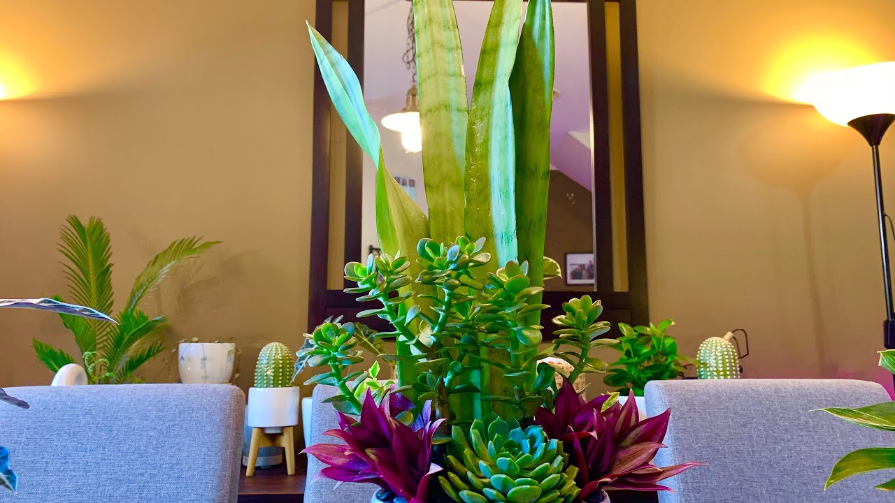 Sansevieria Snake Plant Propagation and Arrangement in one