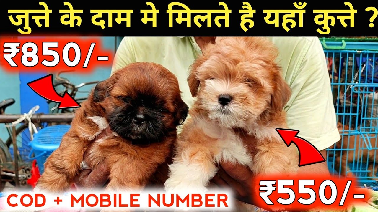 RECENT DOG PUPPY PRICE UPDATE | GALIFF STREET PET MARKET KOLKATA | CHEAP PRICE | VISIT TODAY 2022